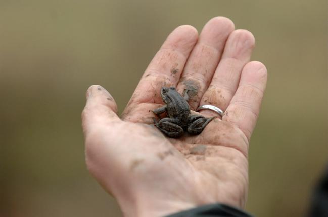 Biodiversité : le futur rapport de l'IPBES explique aux acteurs économiques comment agir