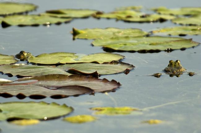 À quelles conditions la compensation écologique permet-elle (vraiment) de concevoir un projet de moindre impact ?