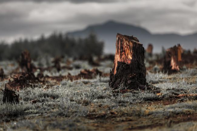 La déforestation continue à un rythme effréné malgré les engagements mondiaux